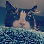 Peekaboo Tucker